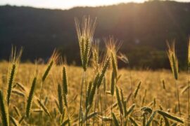 董卿最新经典语录句句精辟