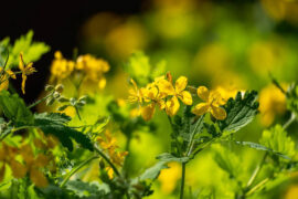 欧阳修《阮郎归·南园春半踏青时》全文及鉴赏