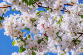 欧阳修《少年游·玉壶冰莹兽炉灰》全文及鉴赏