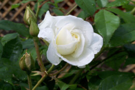 世界上多少花吐艳而无人知晓，把芳香白白地散发给荒凉的空气