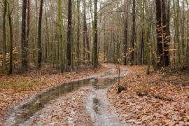 柳永《少年游·长安古道马迟迟》全文及鉴赏