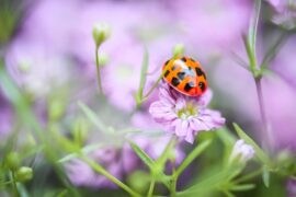 130句容易上热门的情感文案句子