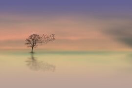 用宁静来引导生活