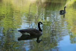 晏几道《临江仙·梦后楼台高锁》全文及鉴赏