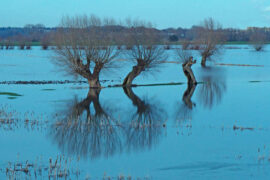 柳永《双声子·晚天萧索》全文及鉴赏