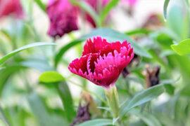 柳永《诉衷情近·雨晴气爽》全文及鉴赏