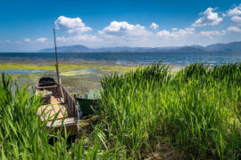 苏轼《浣溪沙·春情》全文及鉴赏