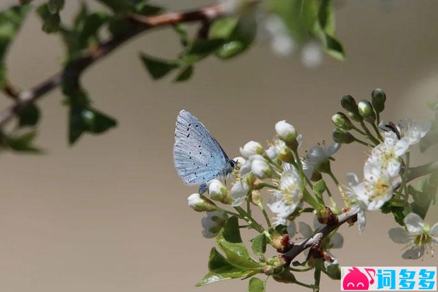 李清照《鹧鸪天·桂花》全文及鉴赏