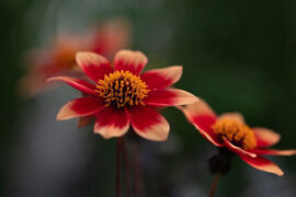 晏几道《临江仙·身外闲愁空满》全文及鉴赏