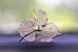 枯萎的意思及造句，反义词有哪些