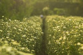 秦观《如梦令·春景》全文及鉴赏