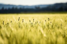 苏轼《浣溪沙·覆块青青麦未苏》全文及鉴赏