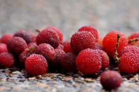 辛弃疾《临江仙·探梅》全文及鉴赏