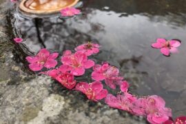 晏几道《南乡子·花落未须悲》全文及鉴赏