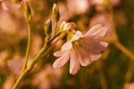 晏殊《喜迁莺·花不尽》全文及鉴赏