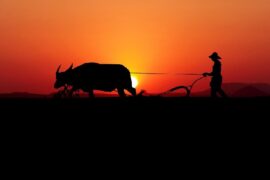 《四时田园杂兴其三十一》翻译及赏析