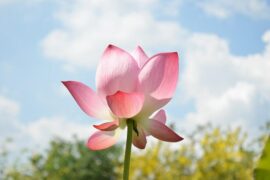 关于荷花的诗句（精选10首）