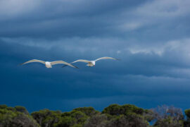 辛弃疾《满江红·汉水东流》全文及鉴赏