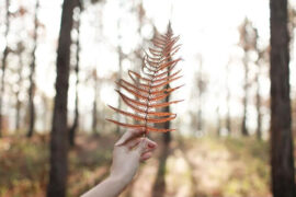 晏几道《清平乐·留人不住》全文及鉴赏