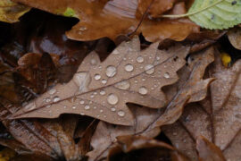 枯萎的近义词有哪些？