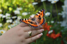 许嵩《留香》歌词及评论赏析