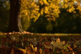 关于秋天的说说句子