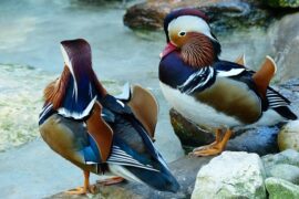 海伦《鸳鸯绣》歌词及评论赏析