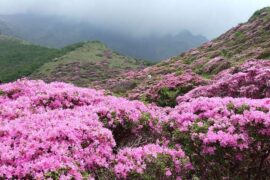 “花中西施”高山杜鹃