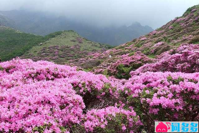 “花中西施”高山杜鹃