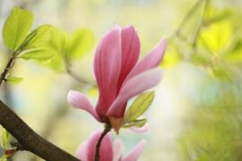 VaVa毛衍七《花木兰》歌词及评论赏析