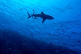 周深《大鱼》歌词及评论赏析