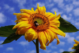 yihuik苡慧《直球》歌词及评论赏析