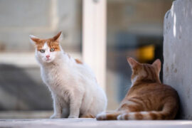 周杰伦《还在流浪》歌词及评论赏析