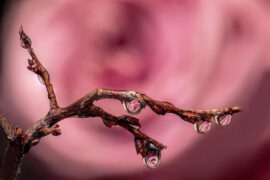 五月天《温柔》歌词及评论赏析