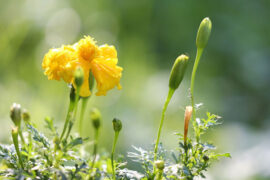 季彦霖《一路花开》歌词及评论赏析