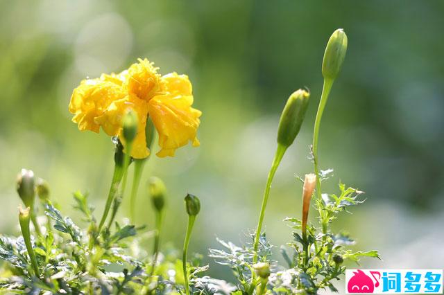 季彦霖《一路花开》歌词及评论赏析