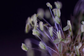 傅菁《记得》歌词及评论赏析