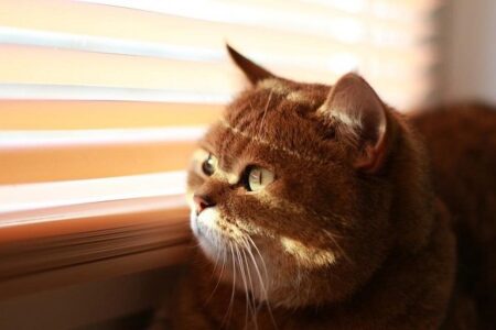 暗恋又不敢表白的句子