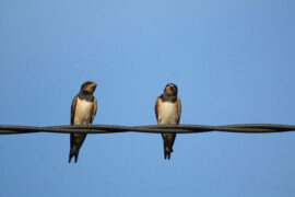 鸾音社《相思如故》歌词及评论赏析