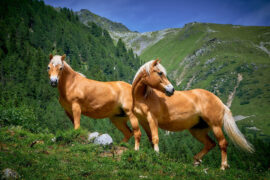 陈粒《走马》歌词及评论赏析