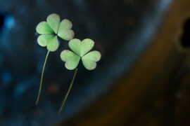 苏轼《浣溪沙·细雨斜风作晓寒》全文及鉴赏