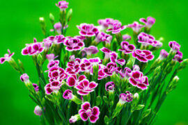 欧阳修《长相思·花似伊》全文及鉴赏