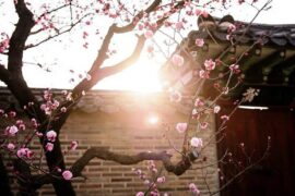 寒梅傲骨经典句子和包含梅花的诗句精选