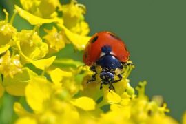 程璧《草虫》歌词及评论赏析