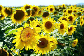 谭维维《绽放》歌词评论及赏析