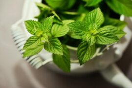 薄的多音字组词