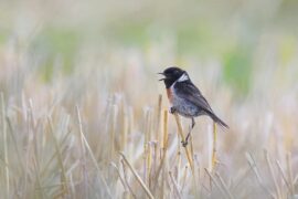 颇组词（包含“颇”字的组词及成语）
