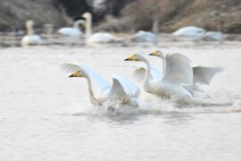 侍组词（包含“侍”字的组词及成语）
