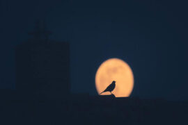 张碧晨《守月》歌词及评论赏析