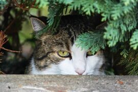 《潜伏期》(LIVE版)歌词及评论赏析